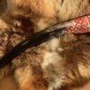 Slavic 2 Drinking Horn