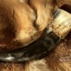 "Runelore" Drinking Horn