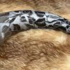 "Silver Birch" Drinking Horn